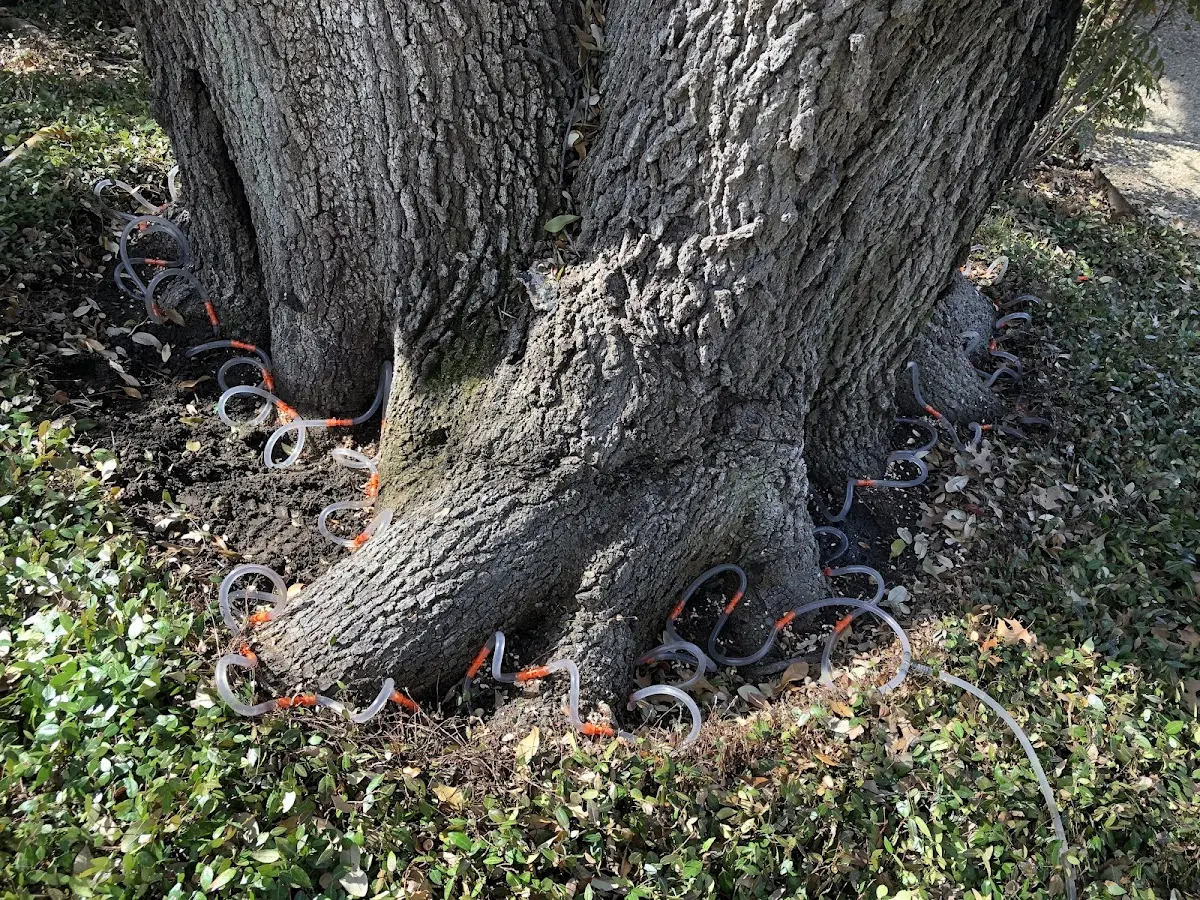Detailed Shrub and Hedge Trimming job site in Chandler