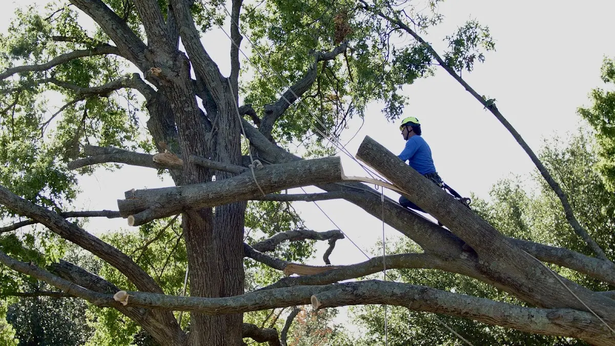 Professional Crown Thinning performed by certified arborists in Chandler